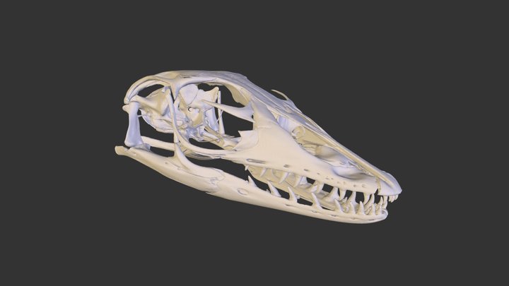 UMZC R.19190 Varanus salvator Skull 3D Model