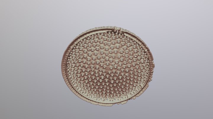 Valve of a centric diatom 3D Model