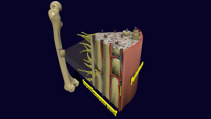 Bone histology anatomy labelled detail 3D Model