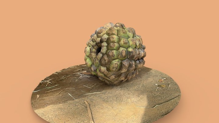 Pandanus dubius – Modello 3D gratuito STL