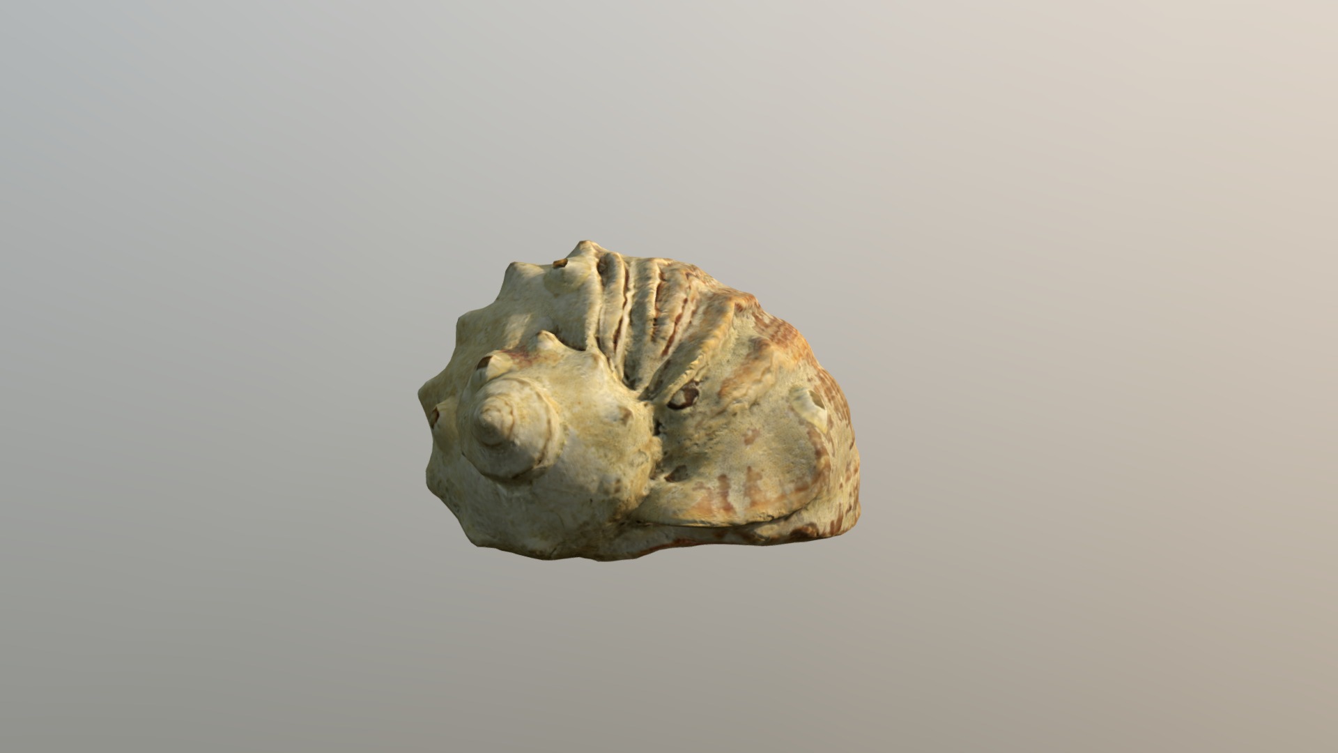 3D model Sea Shell - This is a 3D model of the Sea Shell. The 3D model is about a rock with a face carved into it.