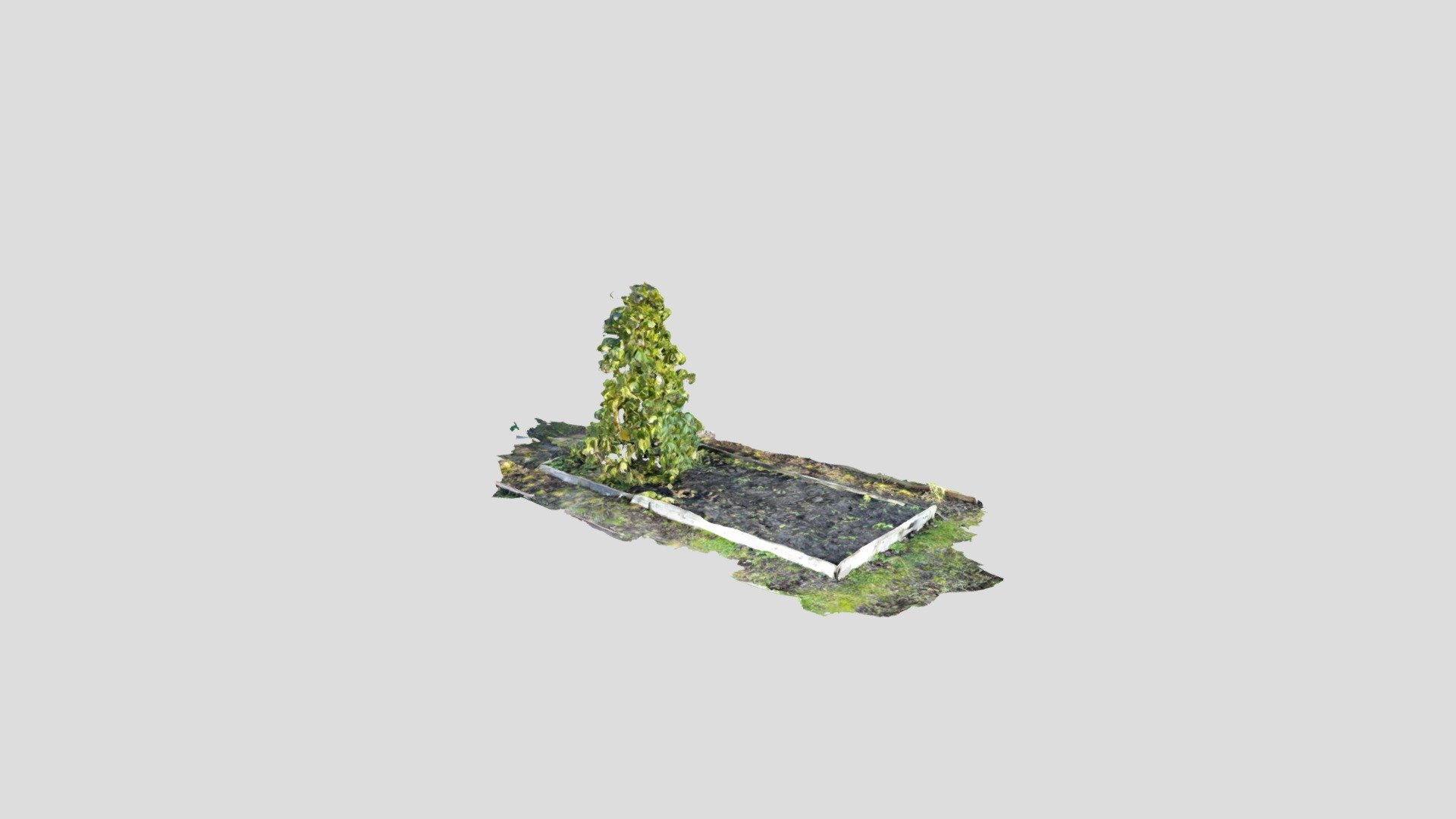 植物3