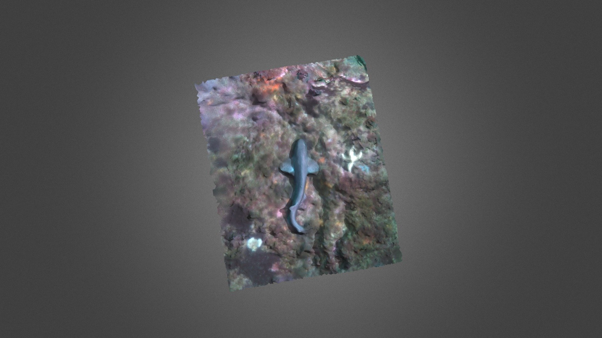 Melgacho (Scyliorhinus canicula)