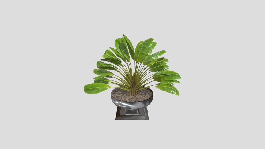 Ravenala Madagascariensis Palm