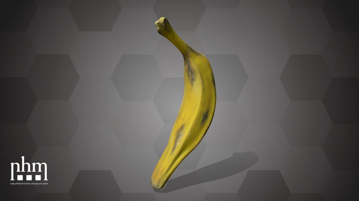 Banana (NHMW-AFW-DING-0046-088) – Modello 3D gratuito STL