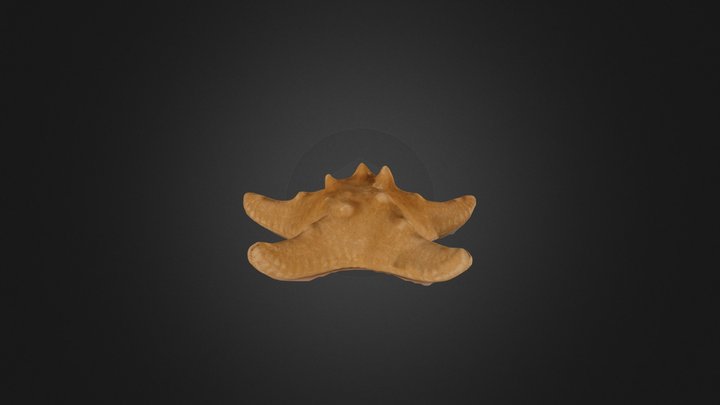Sea star 3D Model