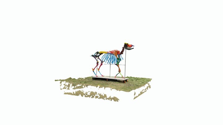 Esqueleto bovino coloreado “Lucerito” 3D Model