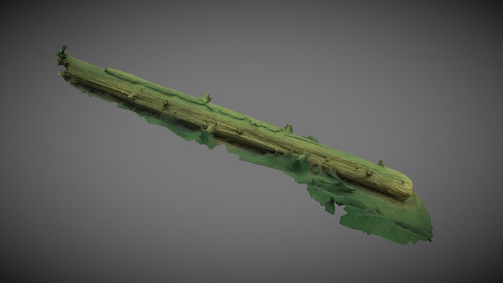 2nd Tree from mountain lake Tatra National Park 3D Model