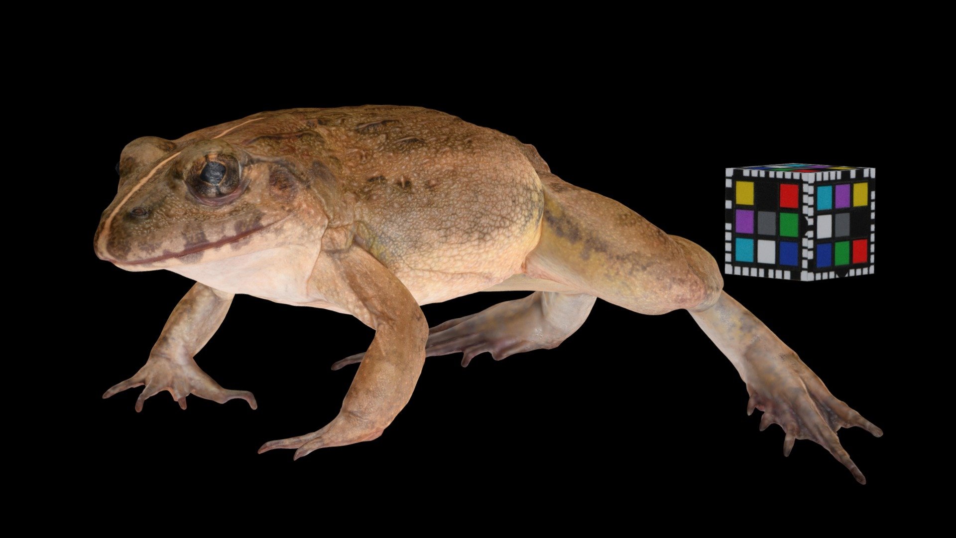 ヌマガエル ♀ Cricket Frog, Fejervarya kawamurai
