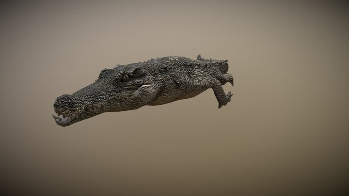 CROCODILE ANIMATED 3D Model