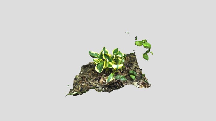 Hosta no mask cropped in Kiri – Modèle 3D gratuit STL