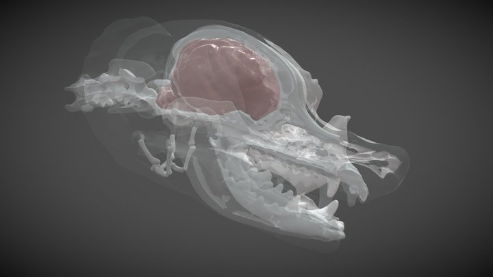 Canine Skull and Brain 3D Model