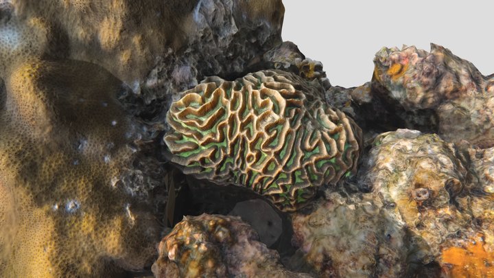 Leptoria phrygia fragment – Free 3D Model STL