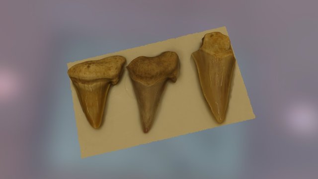 fossilized shark teeth 3D Model