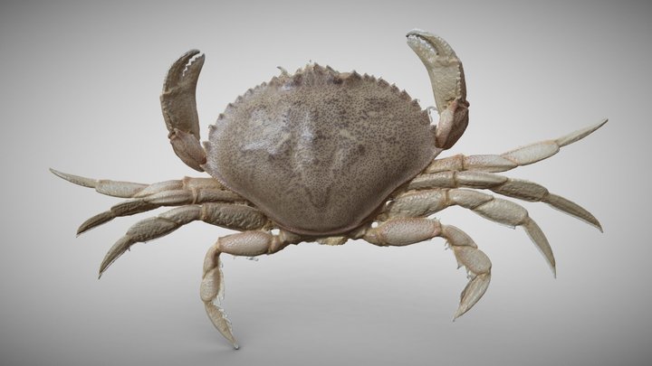 Dungeness Crab From the West Coast of Canada 3D Model