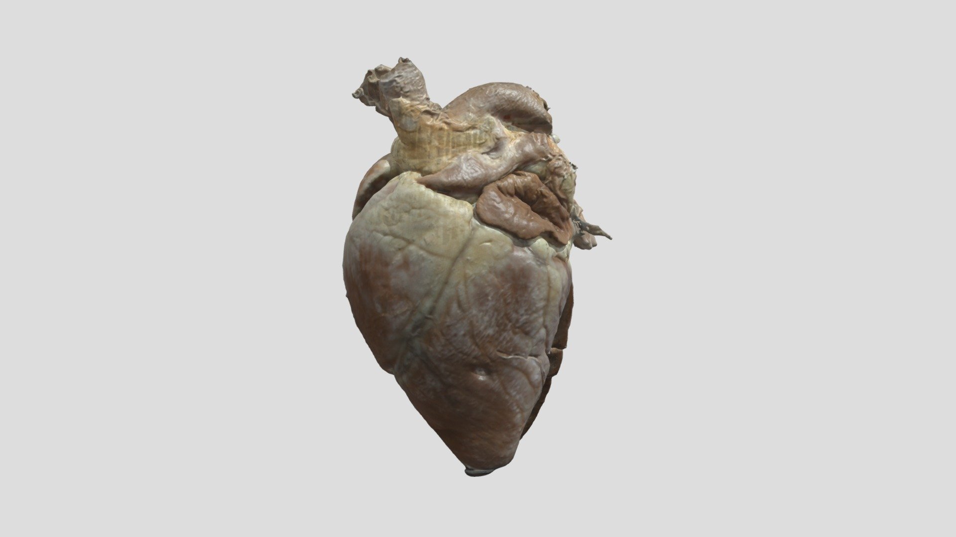 Sheep heart - 3D model by University of Sarajevo - Veterinary faculty ...