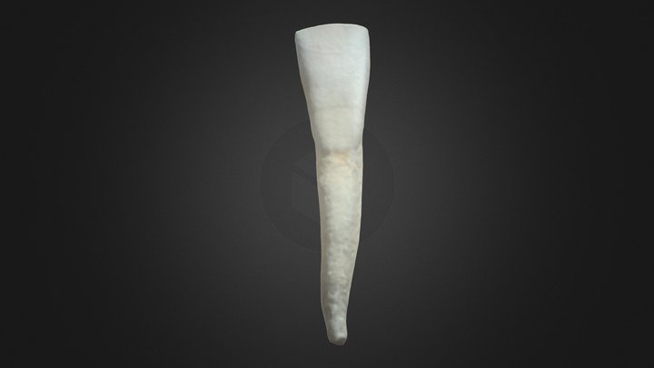 Dente 31 - Lower Left Central Incisor (ID 31a) 3D Model