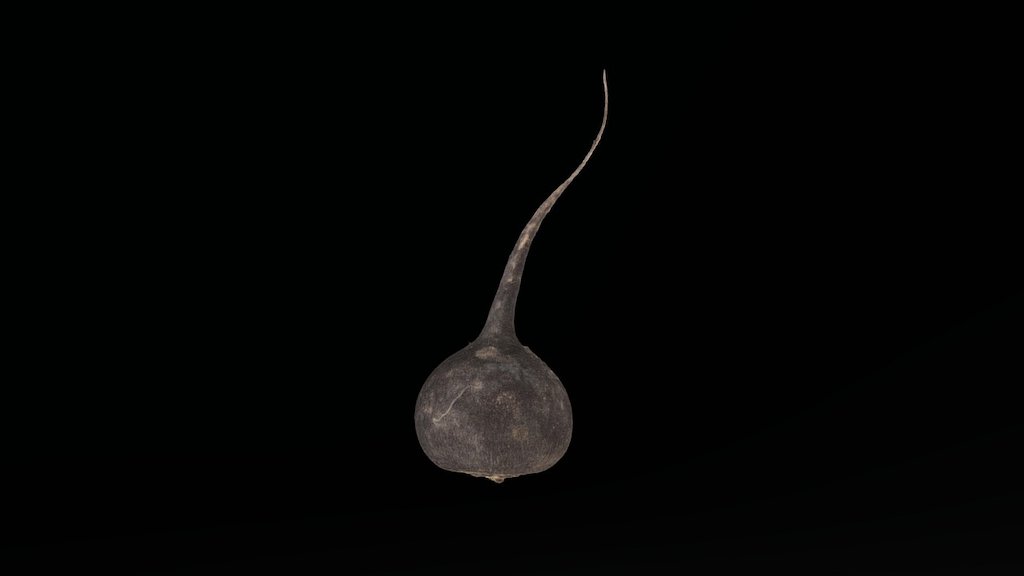 Black Radish for #3DScanFruitVeg