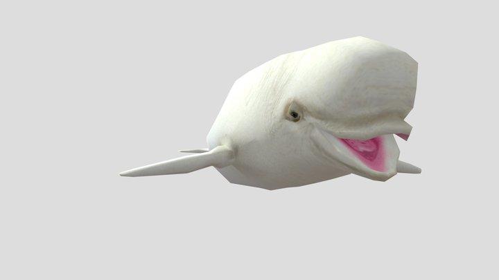 Beluga Whale Rigged 3D Model