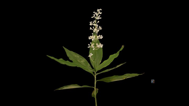 CC0 ヤブミョウガ Double File, Pollia japonica