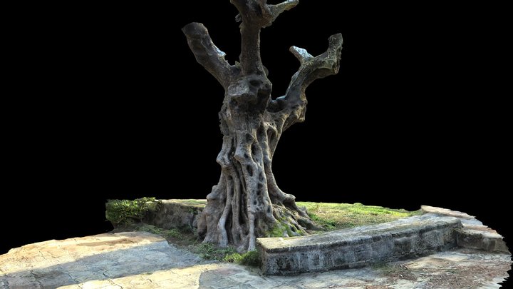 Olive tree 3D Model