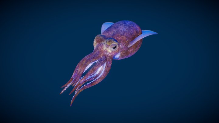 Bobtail Squid 3D Model