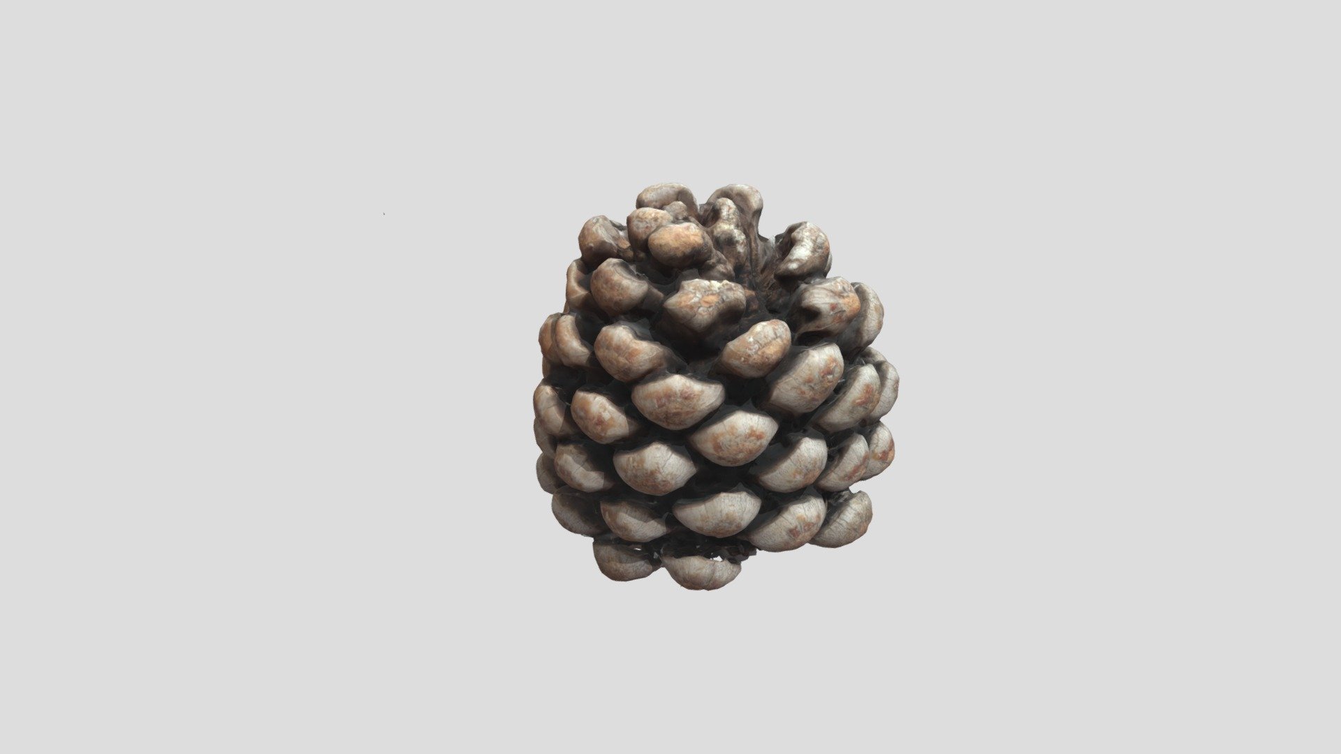 Pinecone