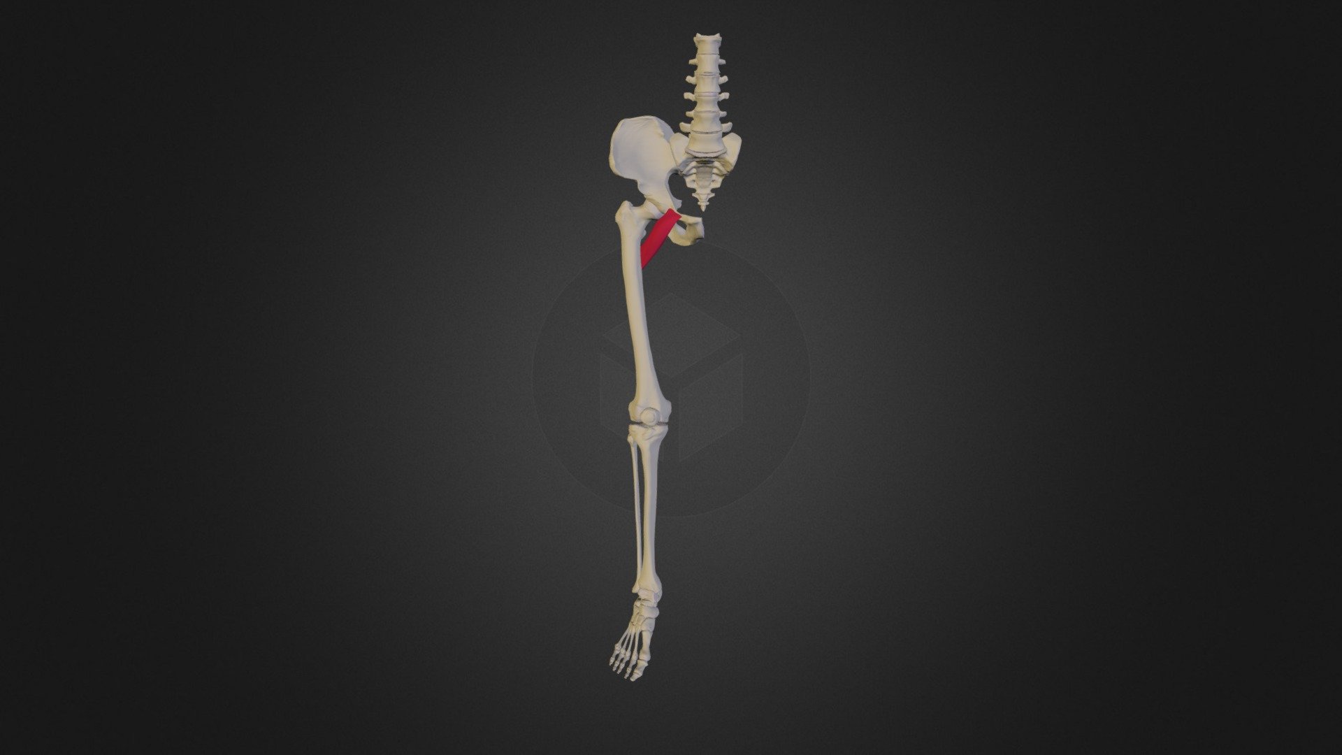 Pectineus Human Anatomy 3D model by Medical University of Lublin (umlub) [df4200d] Sketchfab