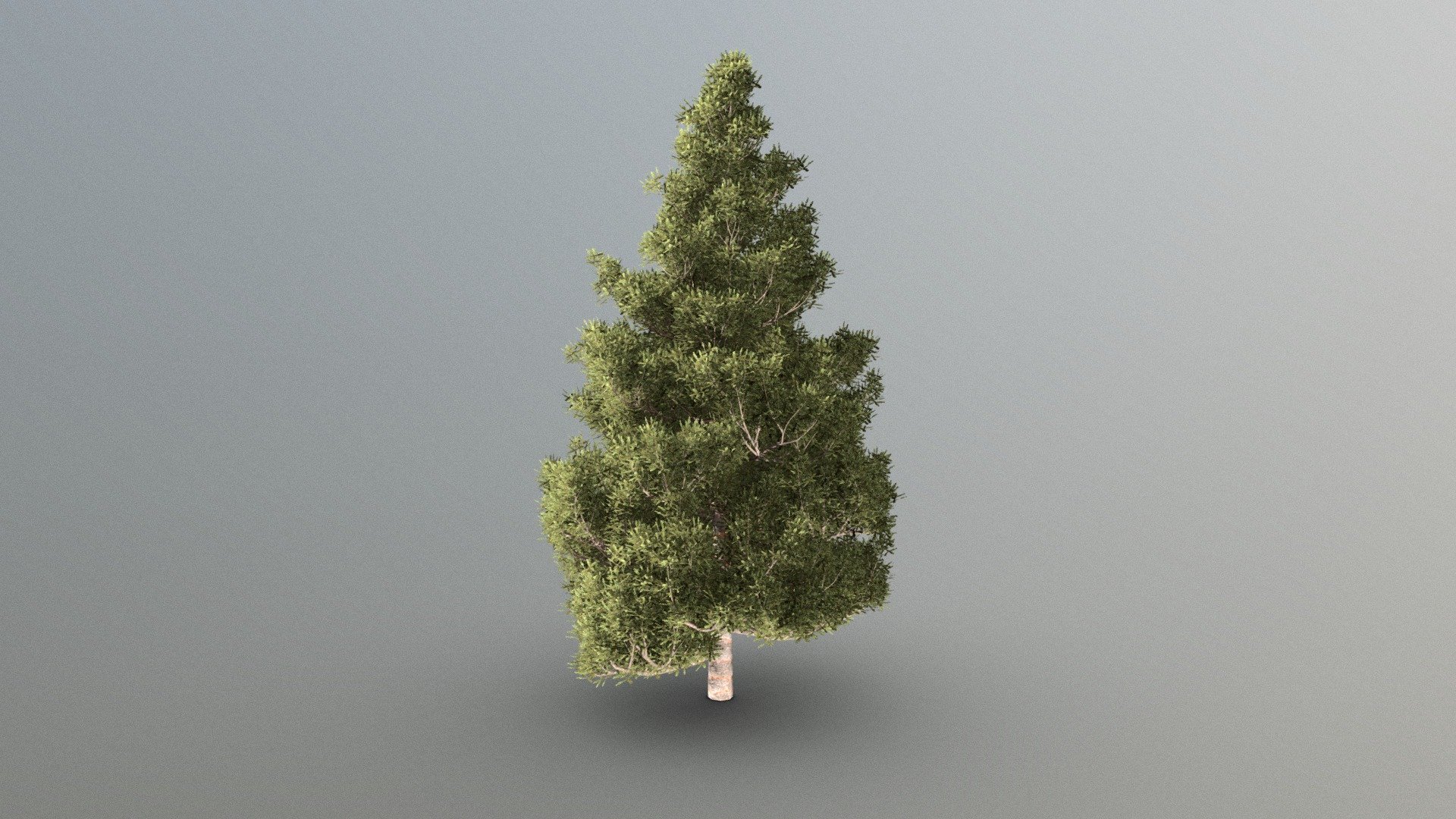 Pine Tree Download Free 3d Model By Bazukalikartal Df42724 Sketchfab