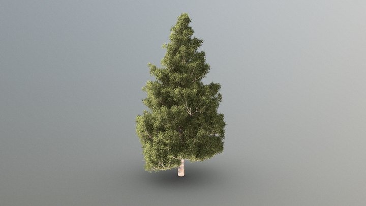 Pine Tree 3D Model