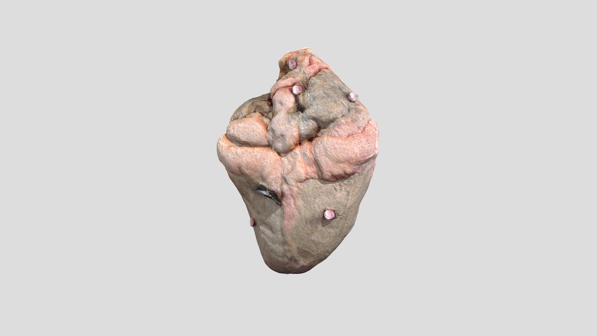 Sheep Heart Final - 3D model by San Diego State University (@sdsu ...