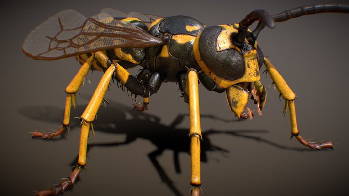 Wasp Rigged PBR 3D Model