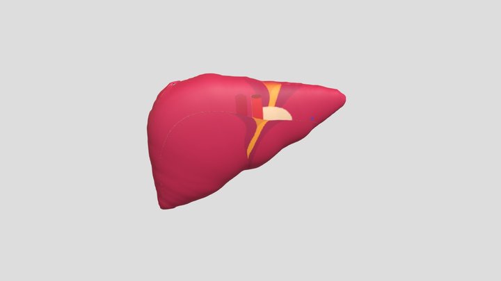Liver 3D Model