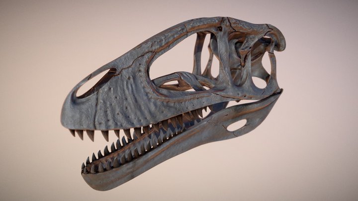Carcharodontosaurus Skull 3D Model