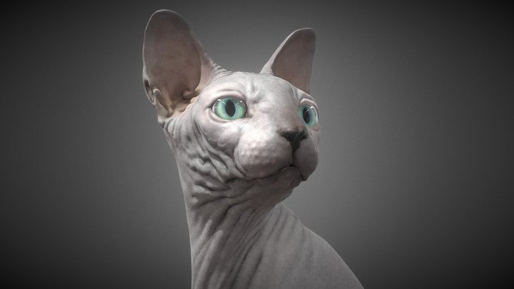 Sphynx Cat 3D Model