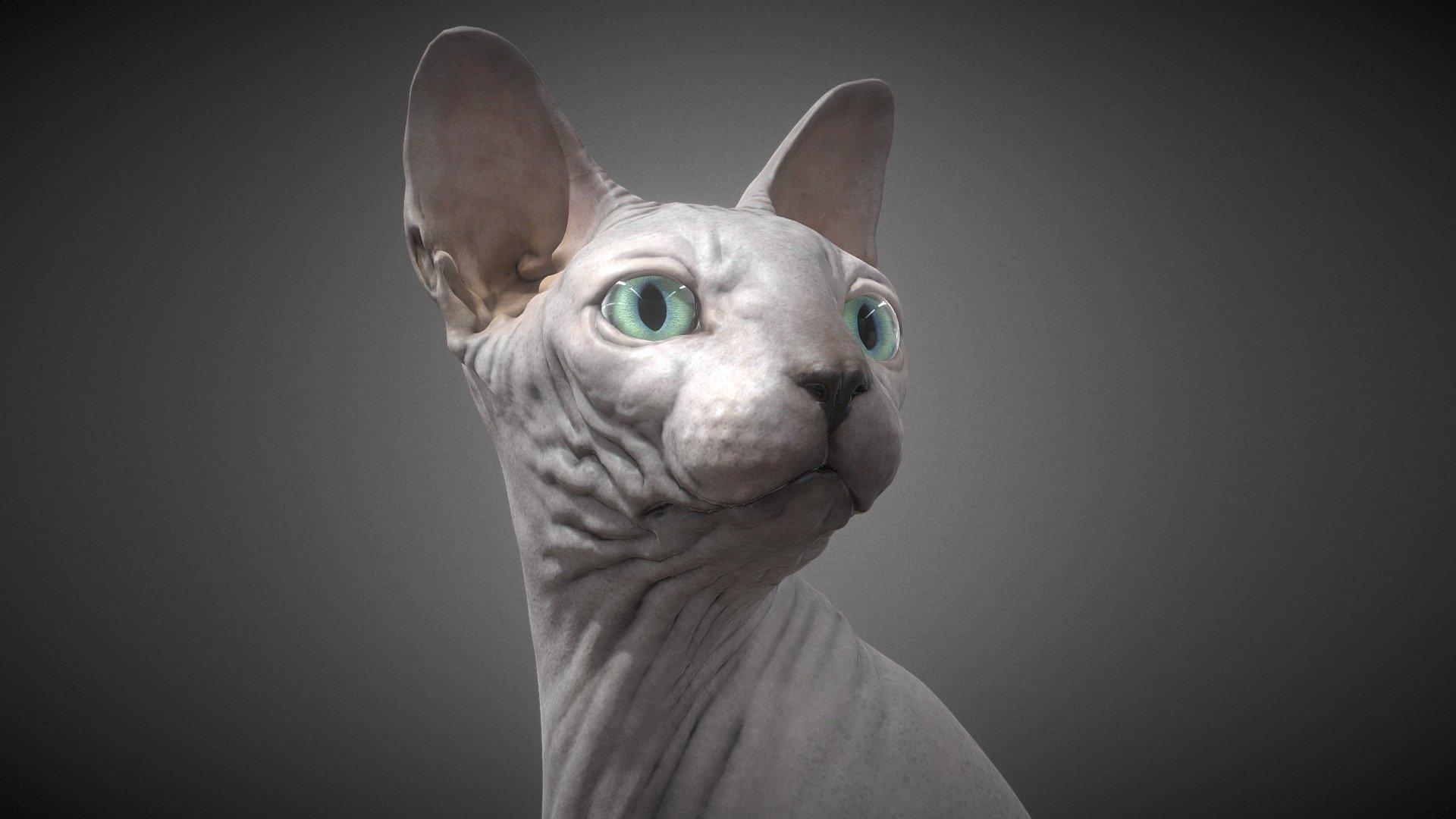 Sphynx Cat - Buy Royalty Free 3D model by Zerindo (@Zerindo) [df561a0]