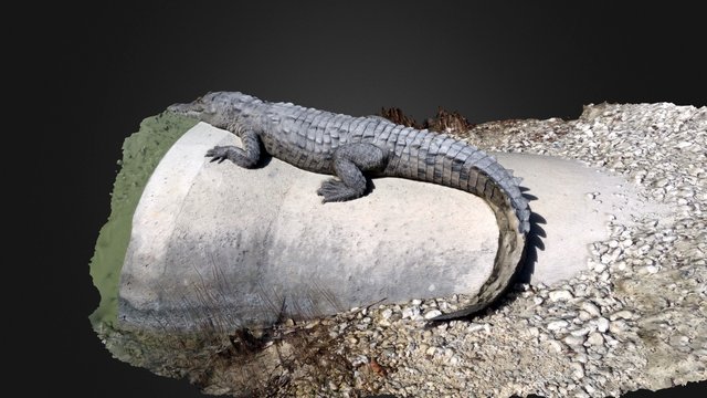 American Crocodile at Key West, Florida 3D Model