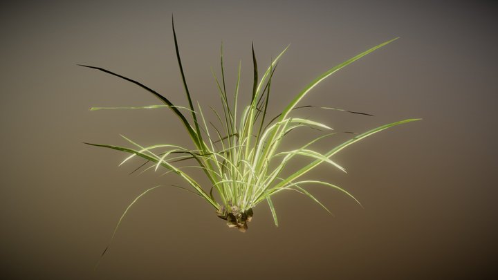 Plant 20 3D Model