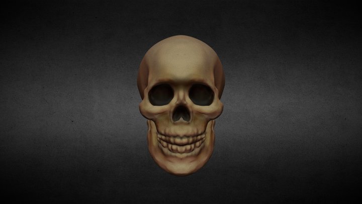 Skull 3D Model
