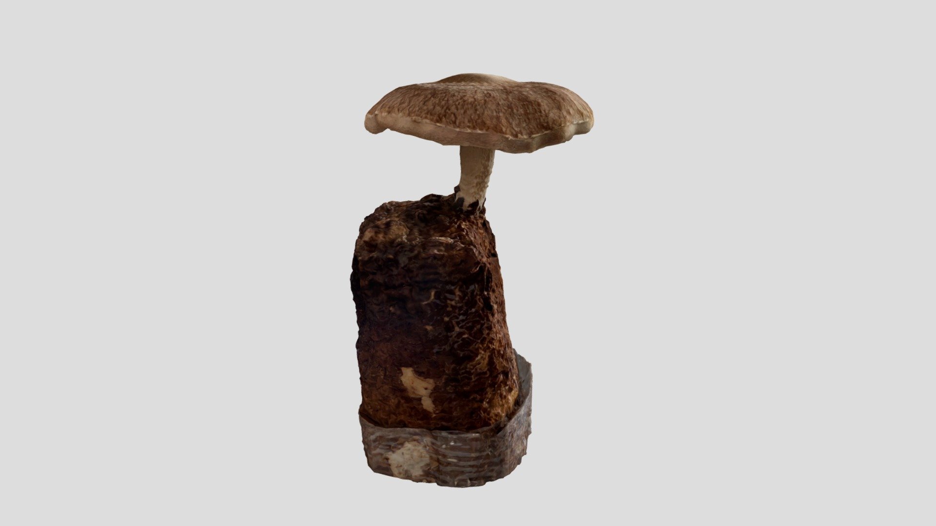 Shitake Mushroom