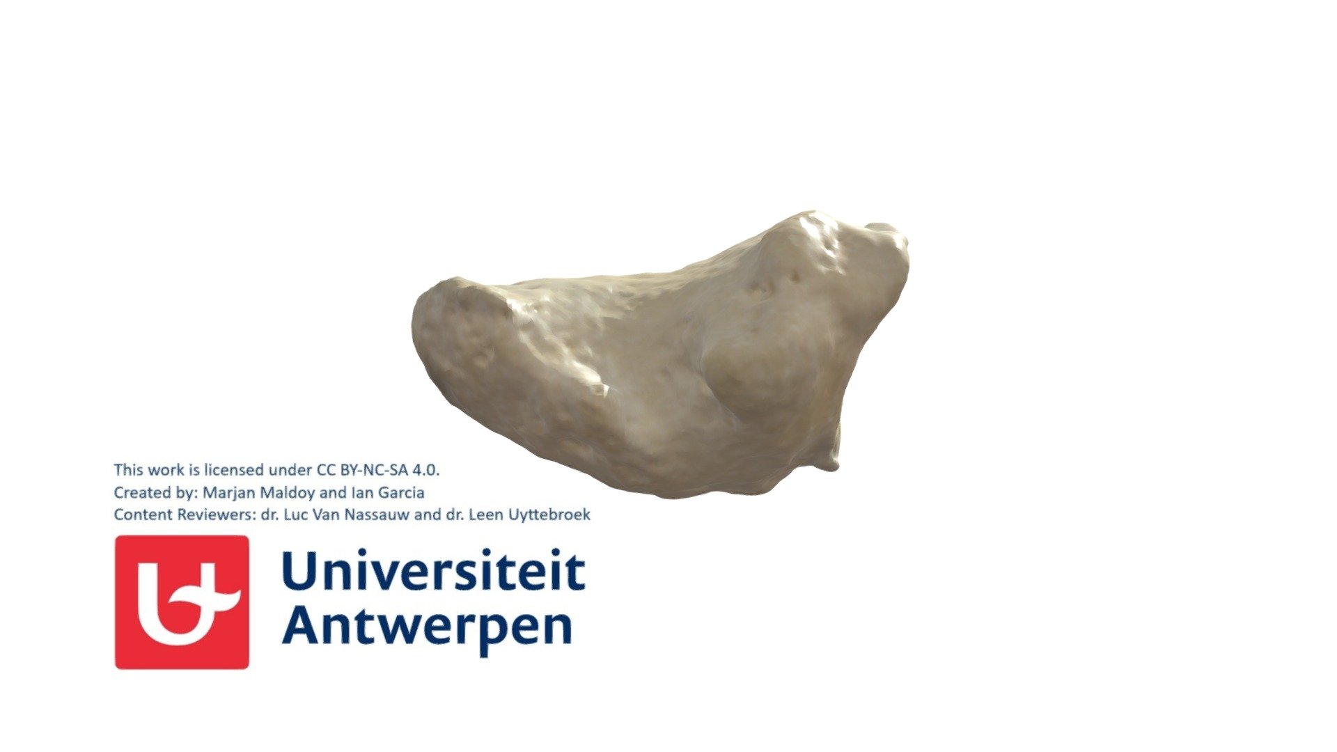 Rechter Phalanx Distalis II met annotaties - 3D model by Universiteit ...