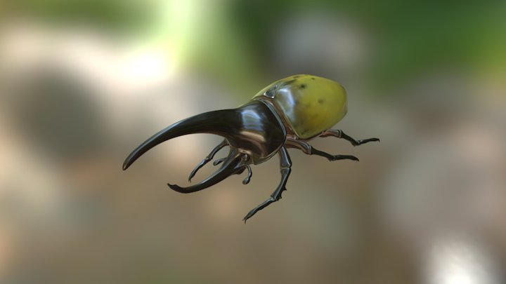 Beetle 3D Model