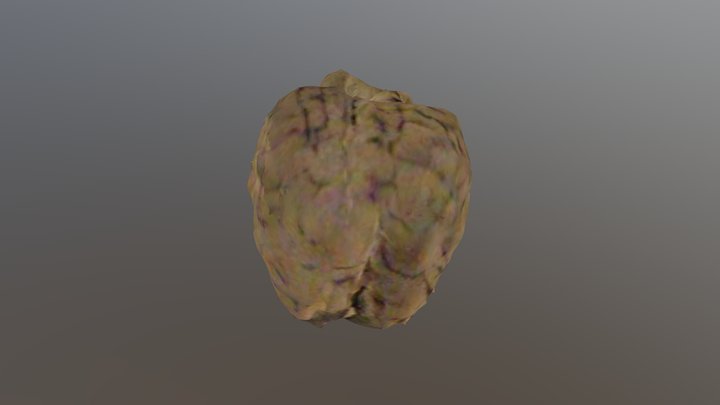 Sheep Brain 3D Model