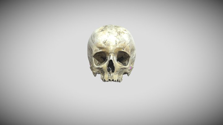 Human Skull (labeled) 3D Model
