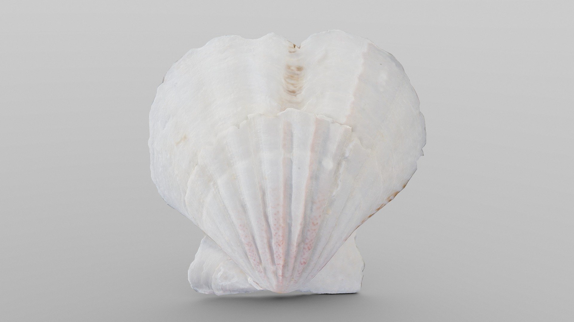 Scallop Sea Shell Buy Royalty Free 3d Model By Drakery Df6ac3e Sketchfab Store