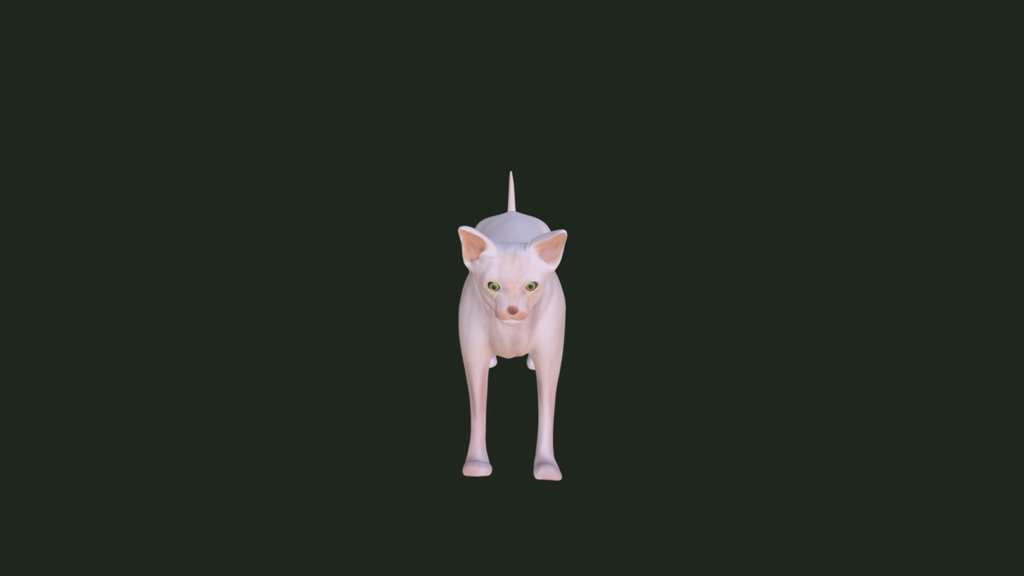 Sphynx Cat