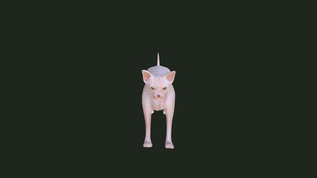 Sphynx Cat 3D Model