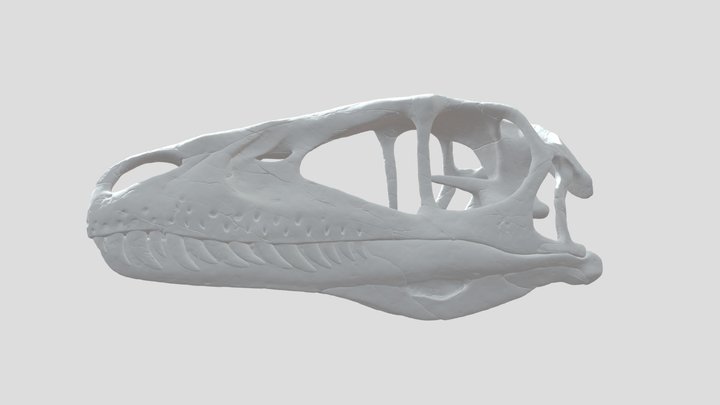Deinonychus Skull 3D Model