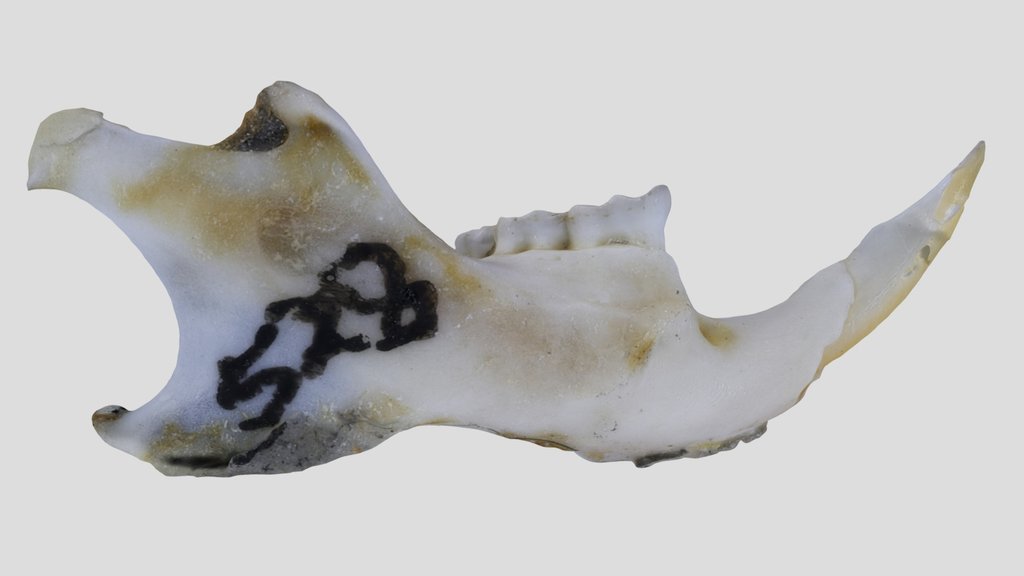 UWYMV:Mamm:528, R. megalotis, Right Mandible