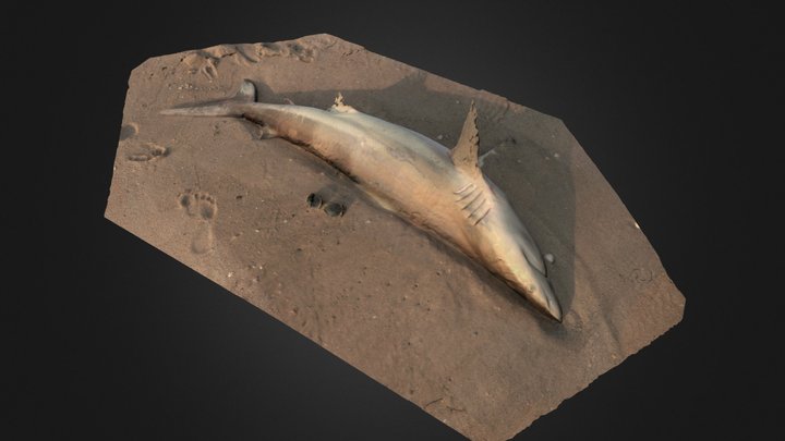 Save the Spinner Shark! 3D Model